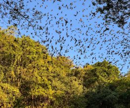 la-cueva-del-murcielago